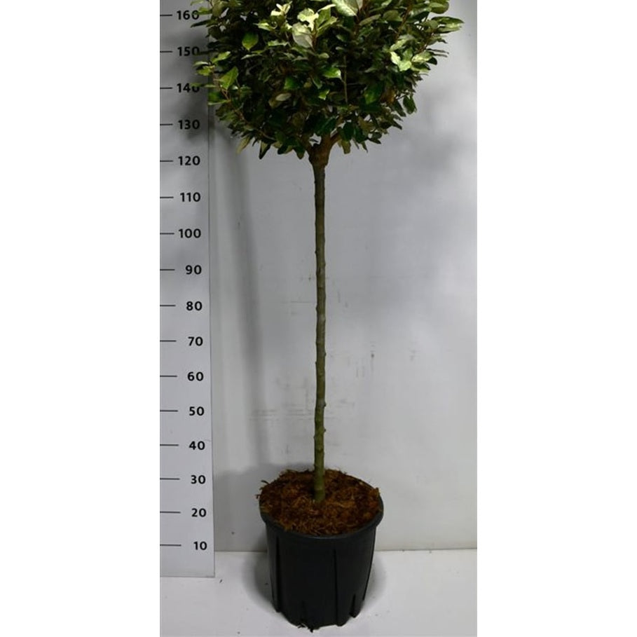 Silverolvon – Elaeagnus ebbingei 'Compacta' - C18 80-90 cm. Stam